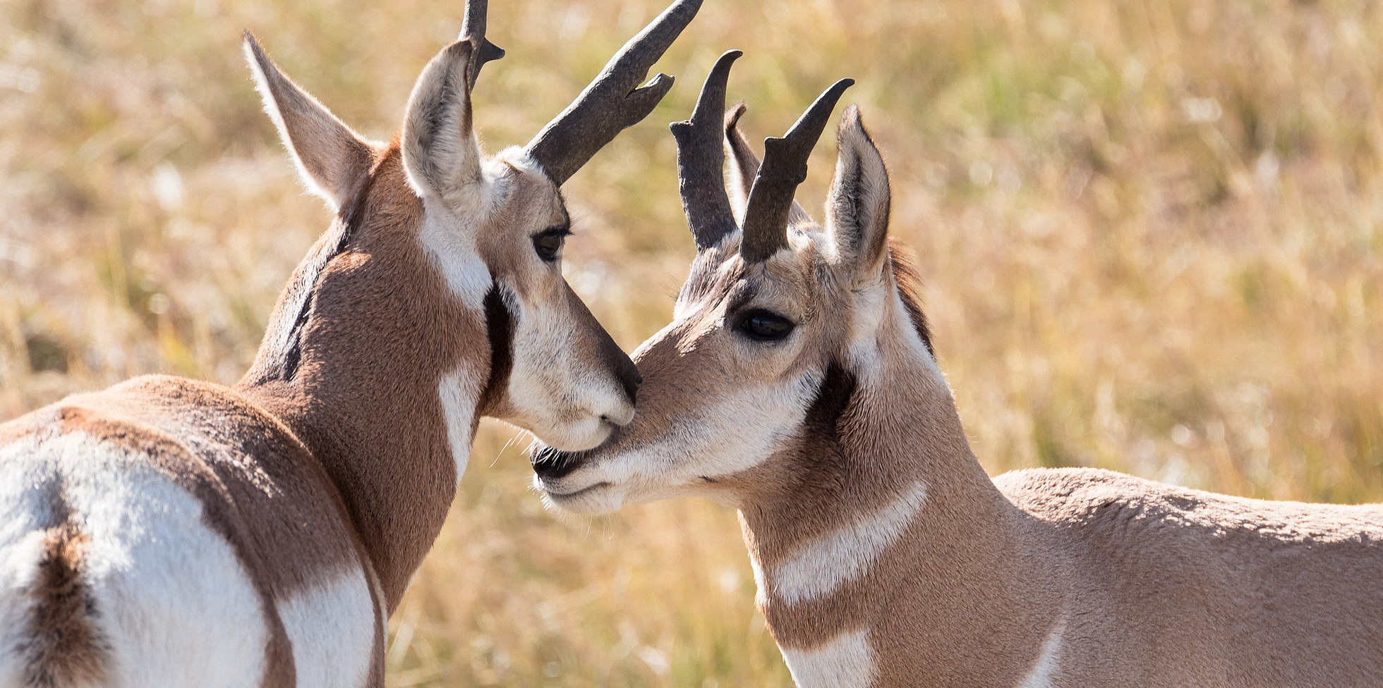 Antelope Hunts Latitudes