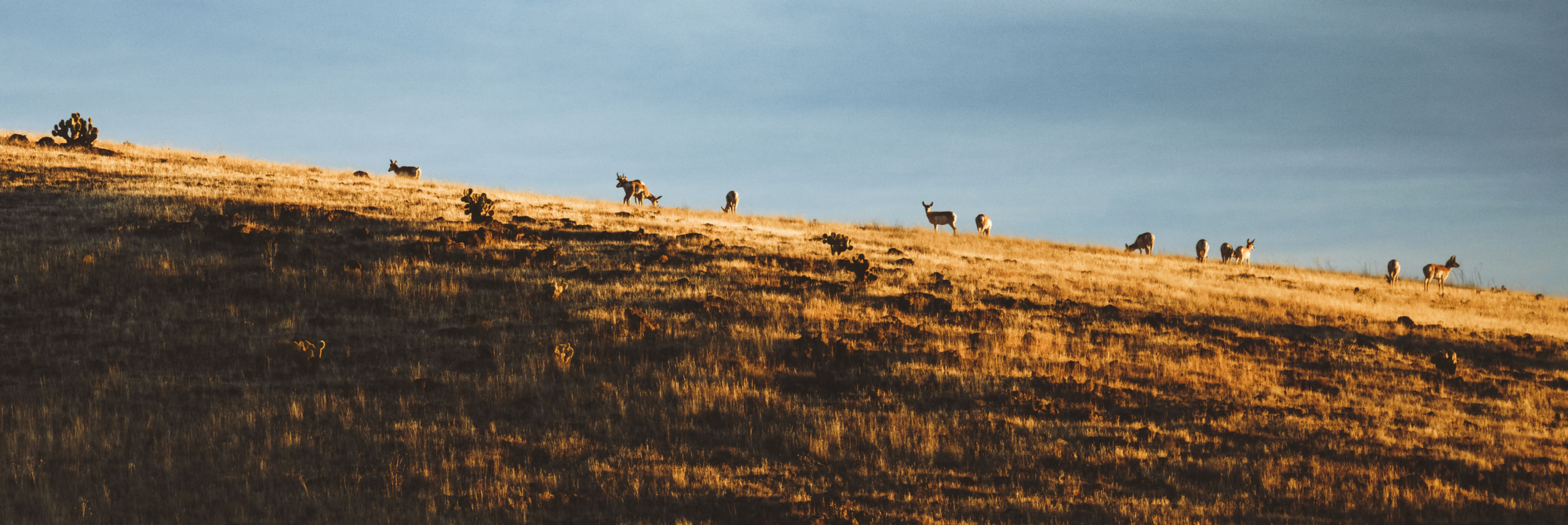 Antelope Guided Hunts Latitudes